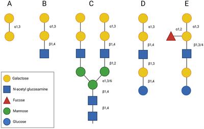 The α-Gal Syndrome and Potential Mechanisms